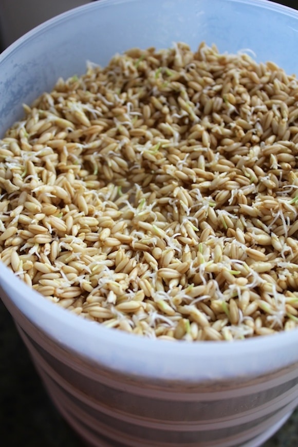 Sprouted Oat Groat Cereal in sprouting container
