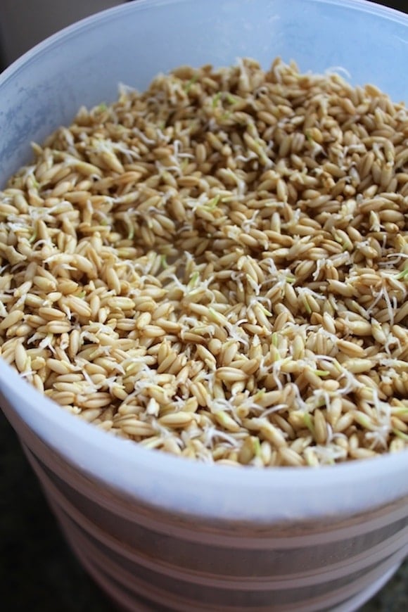 Sprouted Oat Groat Cereal in sprouting container.