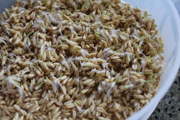 Sprouted Oat Groat Cereal in sprouting tray with root hairs