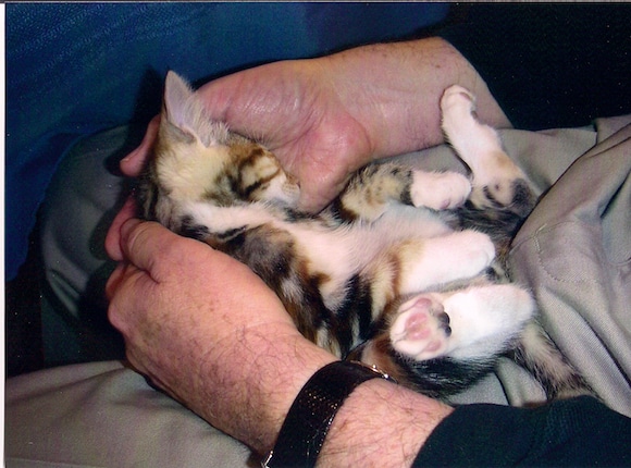 Kitten in Alans hands