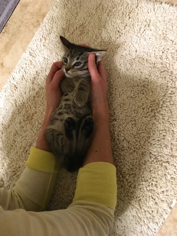 Kitten tummy