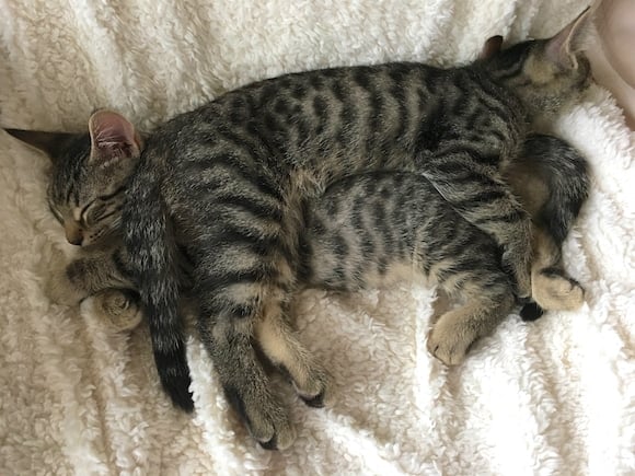 kittens sleeping together