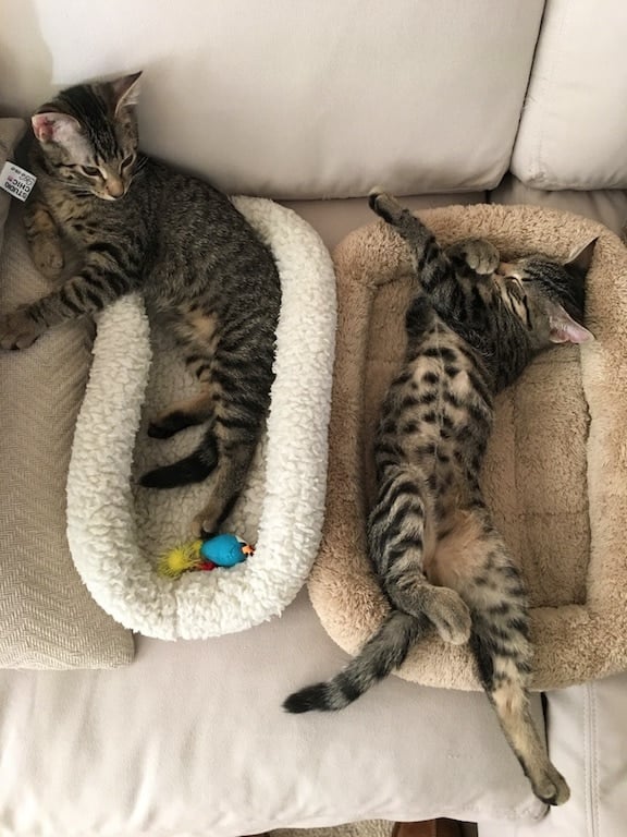 kittens sleeping