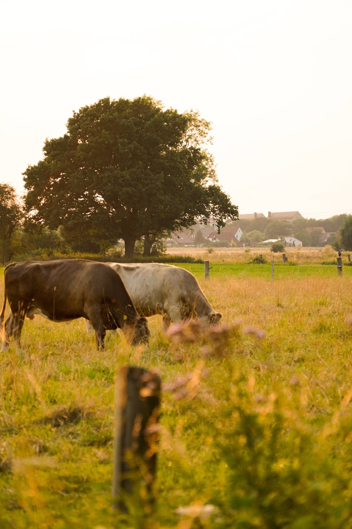 cows in field eating grass.