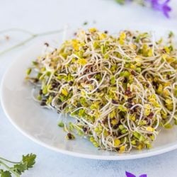 white plate with sprouts on a white background