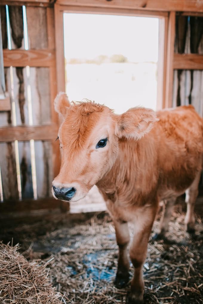 calf in barn.