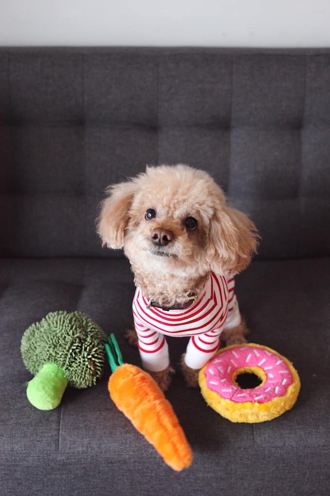 dog with donut toy