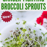 Ways to use broccoli sprouts.