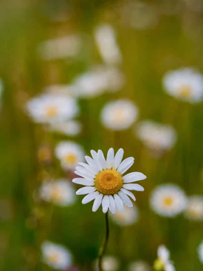 flowers in a field.