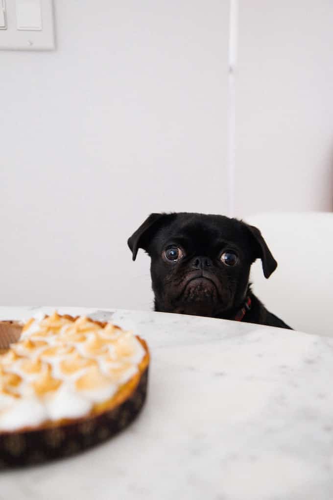 sad puppy looking at cake on table.