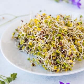 broccoli sprouts in dish ready to eat.