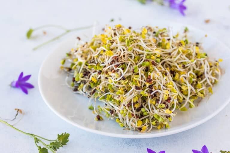 broccoli sprouts in dish ready to eat.