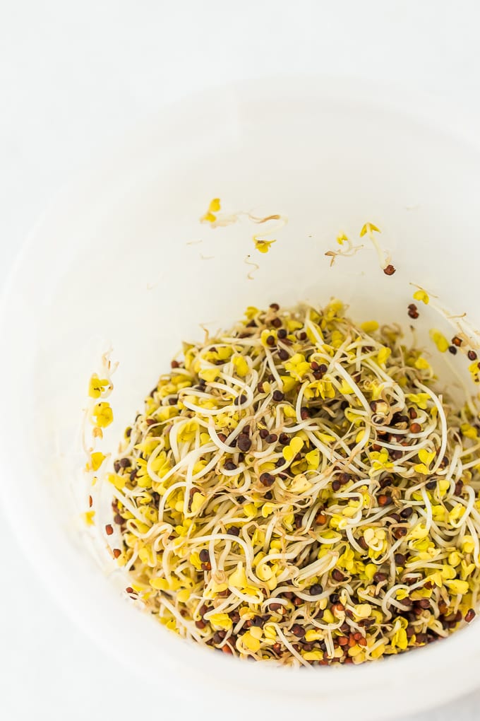 broccoli sprouts in a sprouting vessel.