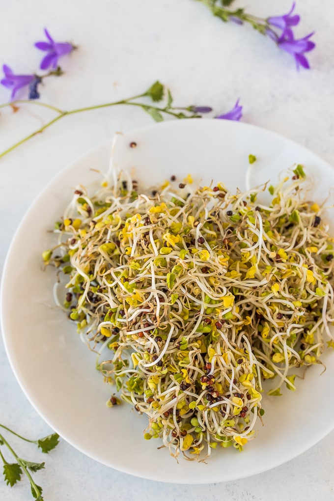 broccoli sprouts on a dish ready to eat.
