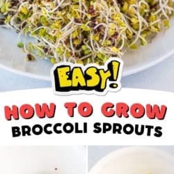 how to grow broccoli sprouts guide pin