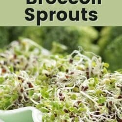 how to grow broccoli sprouts pin.