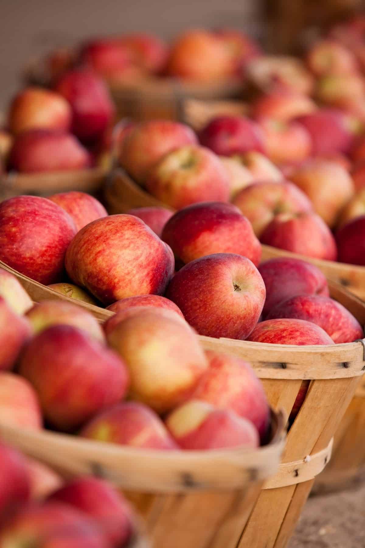 bushels of apples for sale.