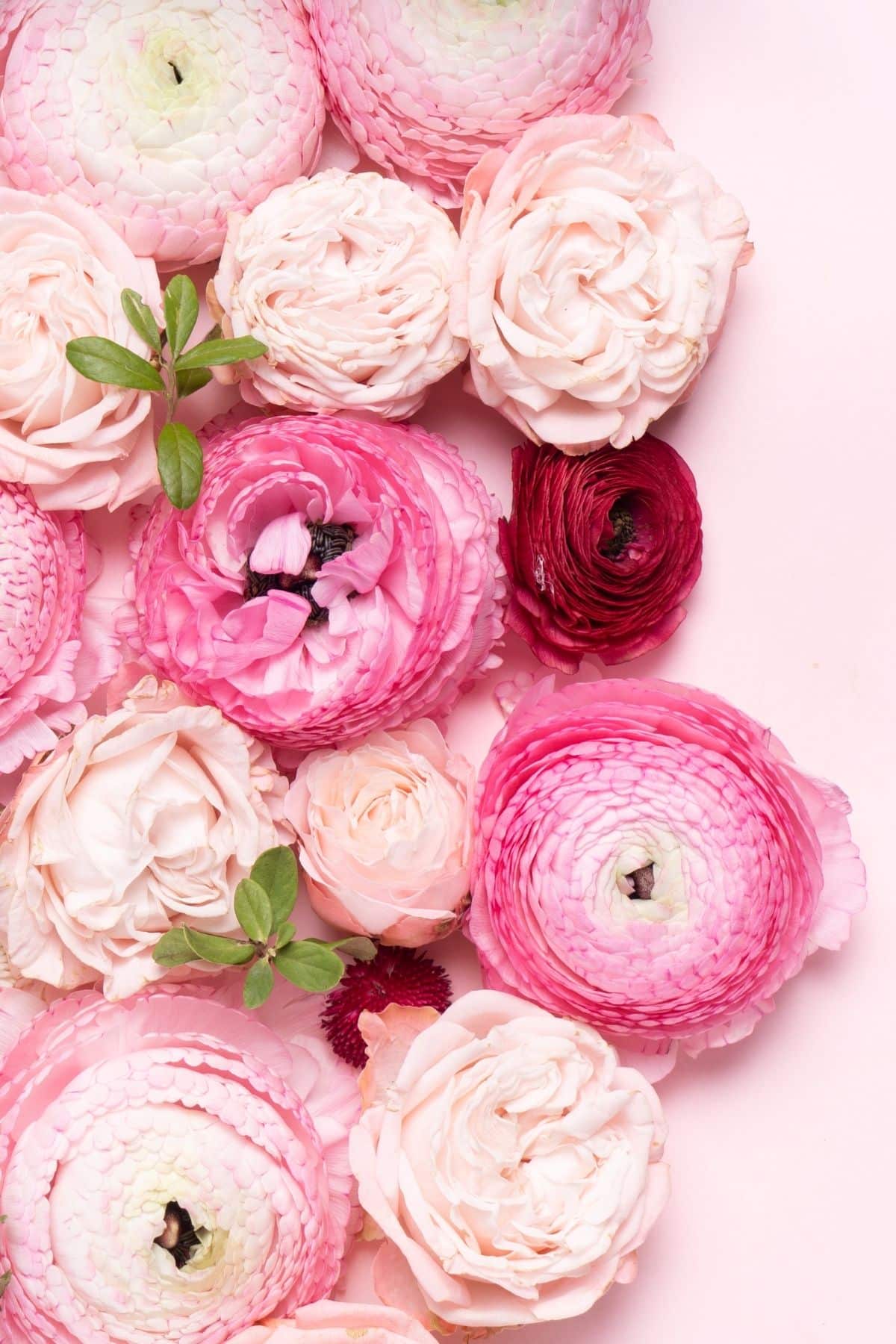 grouping of pink flowers on a tabletop.