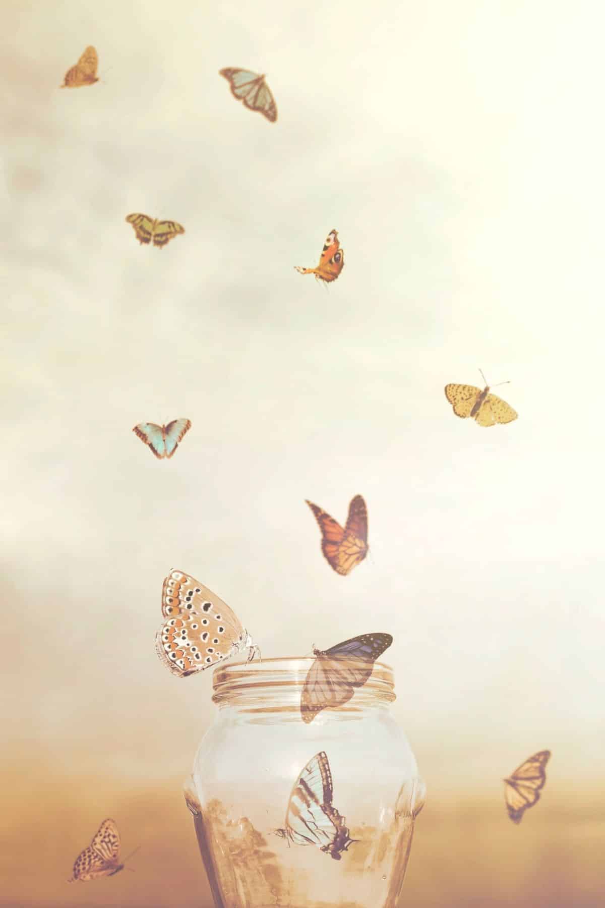 butterflies being released from a jar into the sky