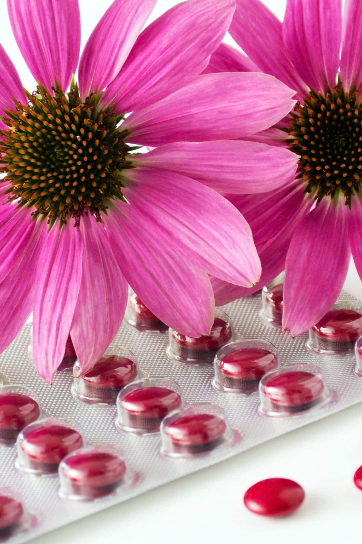 echinacea pills in front of the echinacea flowers.
