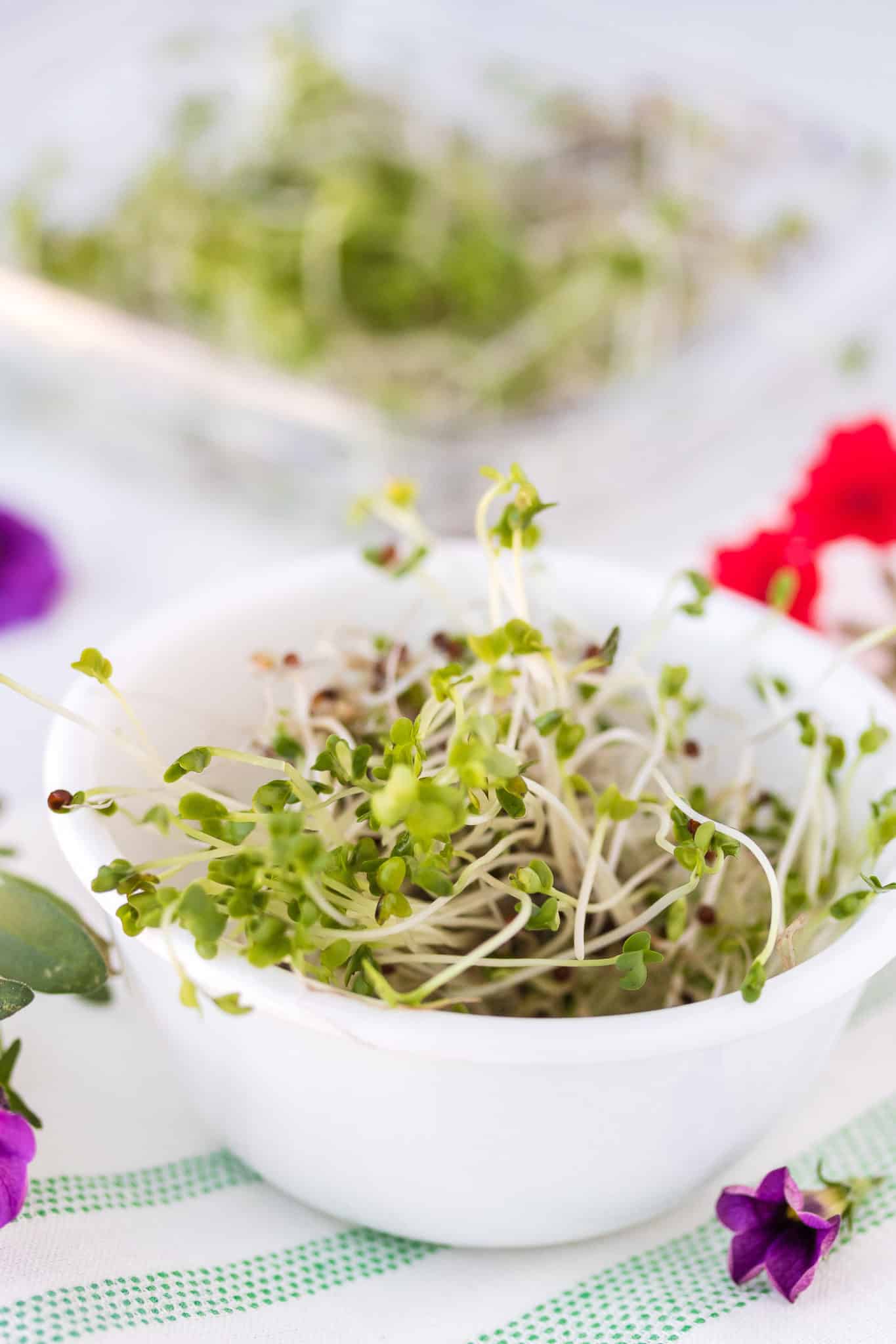 bowl with fresh broccoli sprouts ready to be eaten.