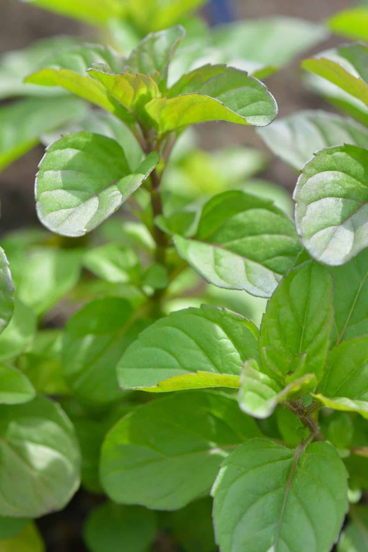 chocolate mint plant leaves