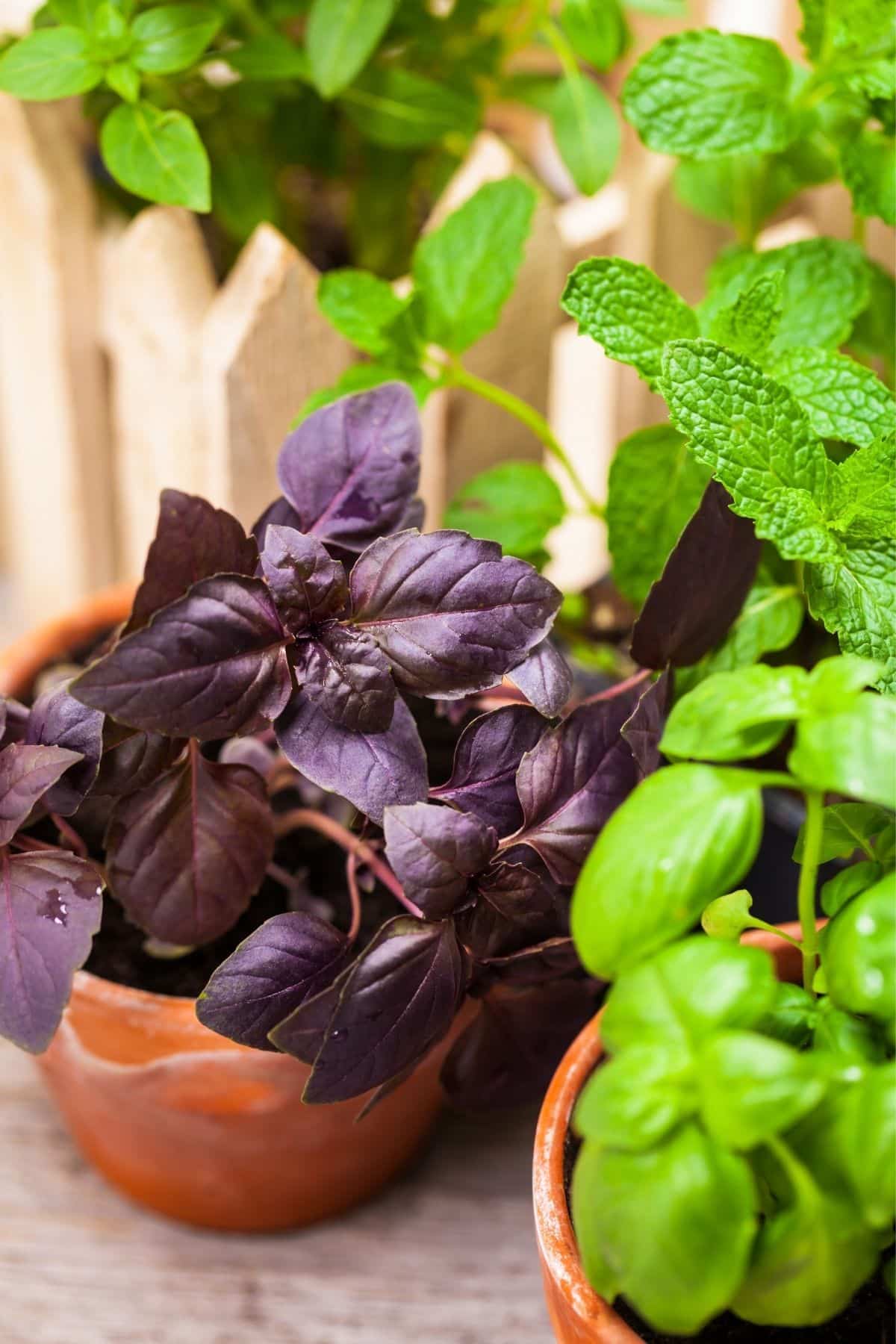 Purple basil and mint