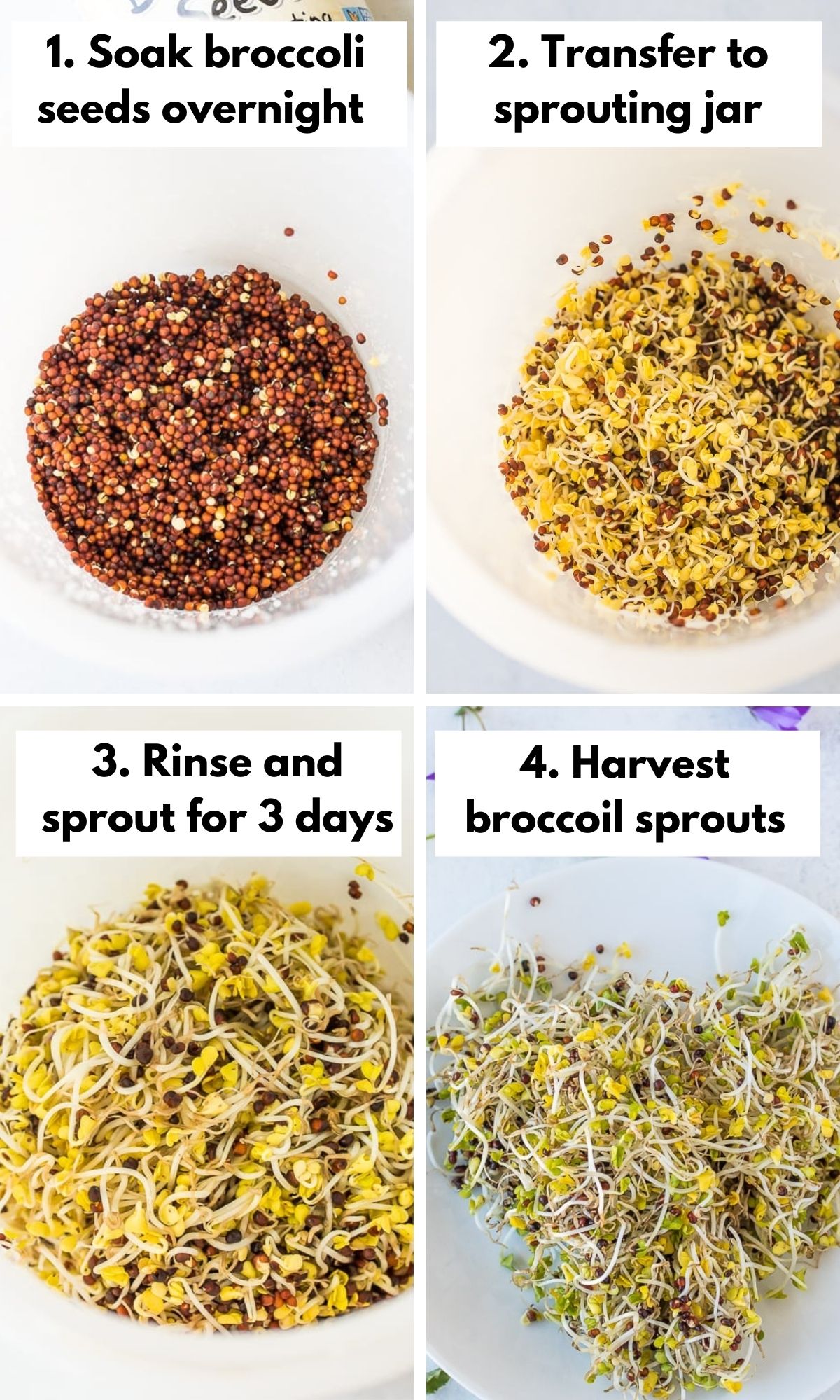 process shots in a collage for how to sprout broccoli seeds