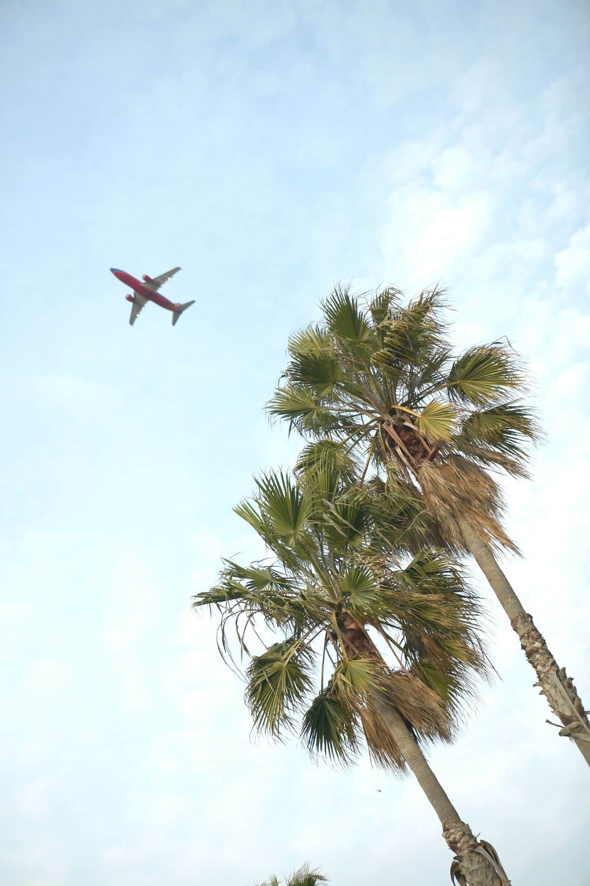 airplane flying over palm trees.