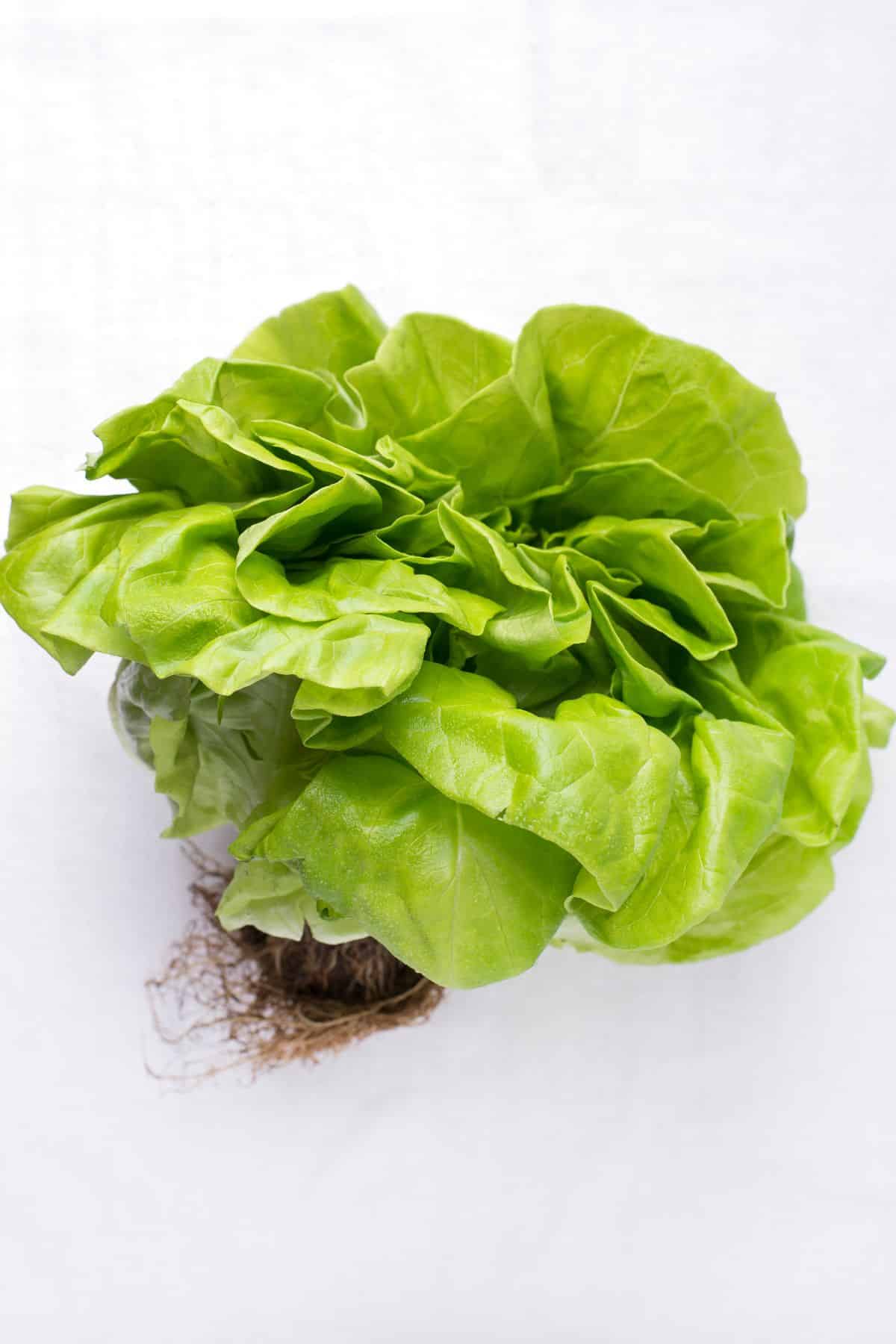 butter lettuce on table.