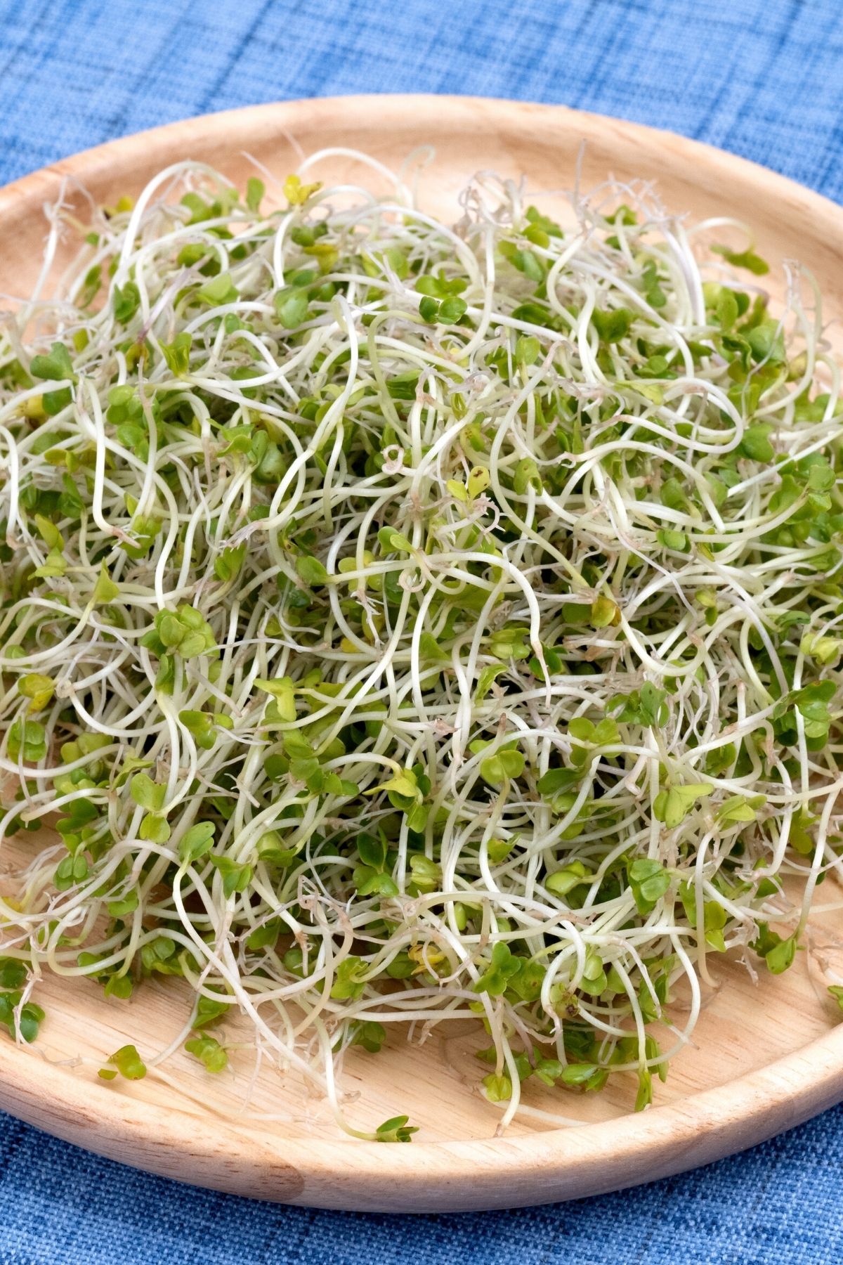 bowl of fresh broccoli sprouts