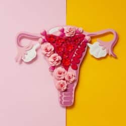 woman's uterus