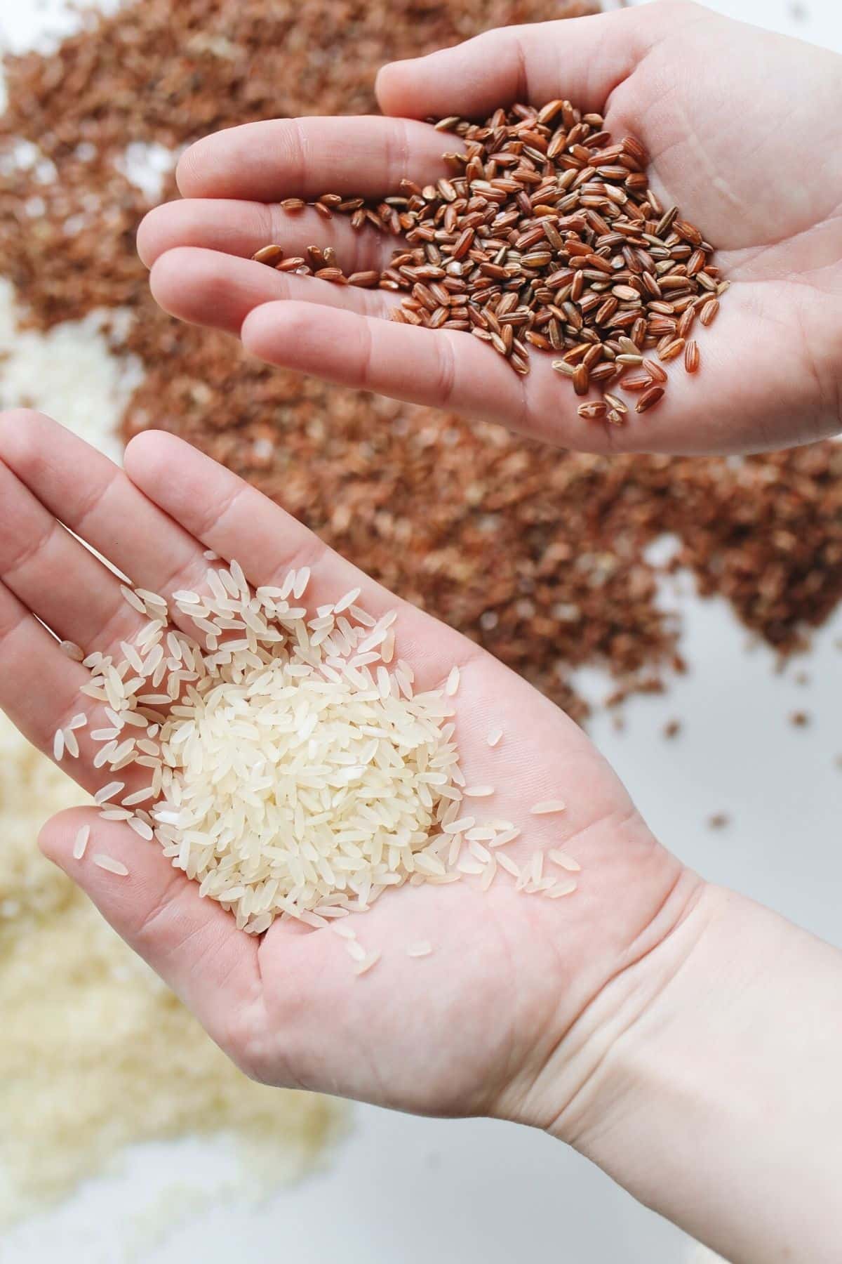 hands holding red and white rice.
