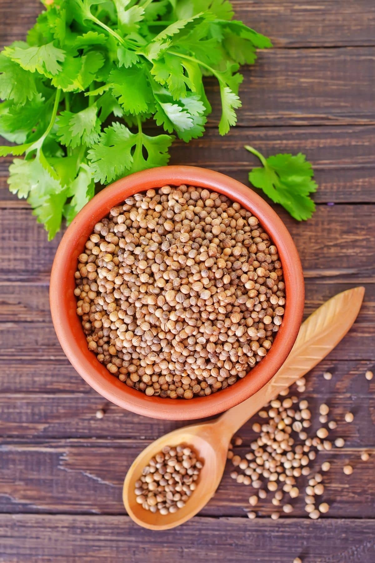 a bowl of coriander seeds.