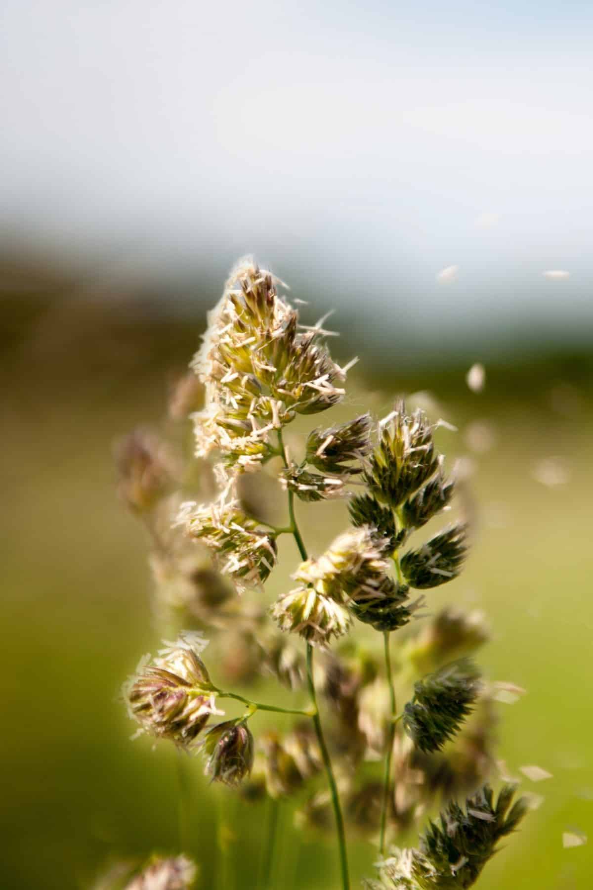 plant blooming in a field.