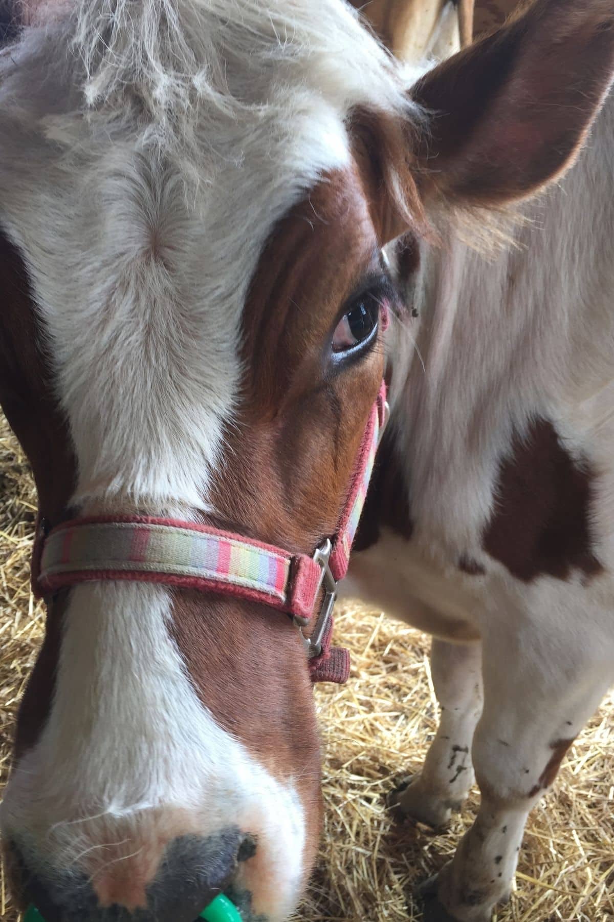 Close up of a brown and white cow.