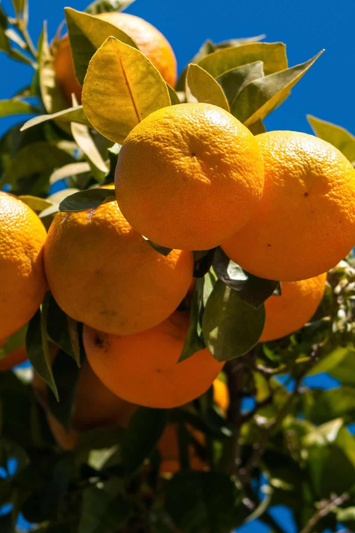 Spanish oranges in a bunch on a tree.