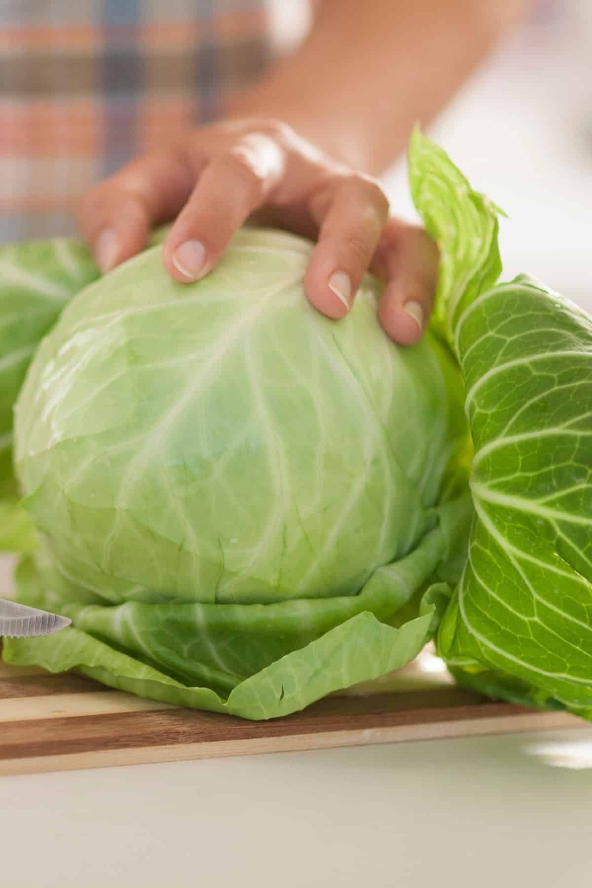 cutting a green cabbage.