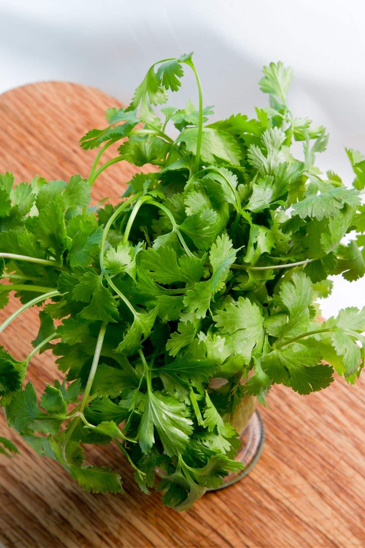 cilantro in bunch on table.