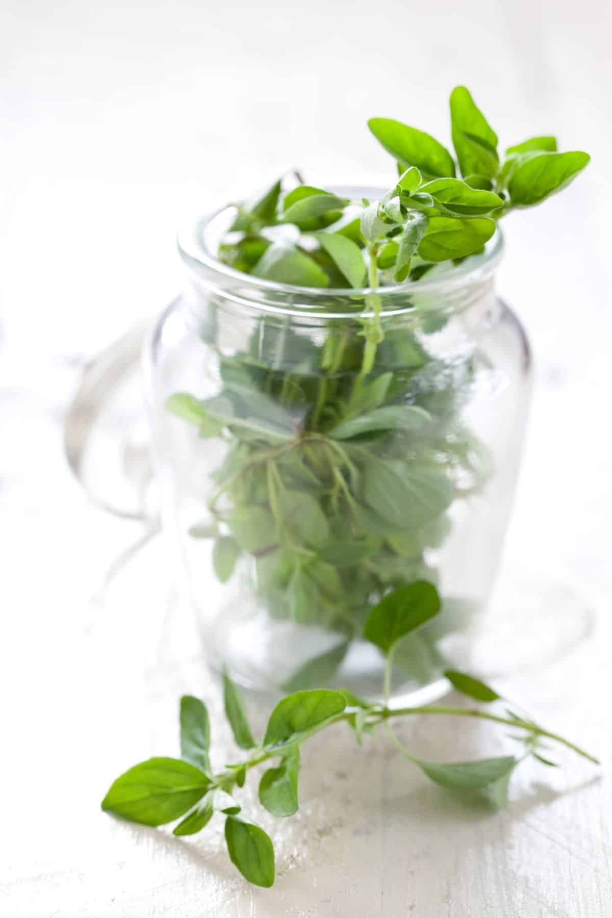 Sprigs of marjoram in a jar.