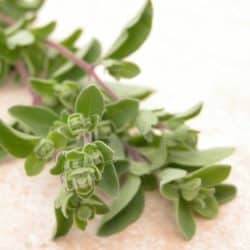 sprig of fresh marjoram on the counter