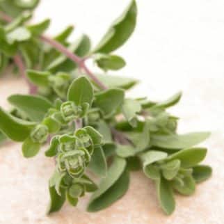 sprig of fresh marjoram on the counter
