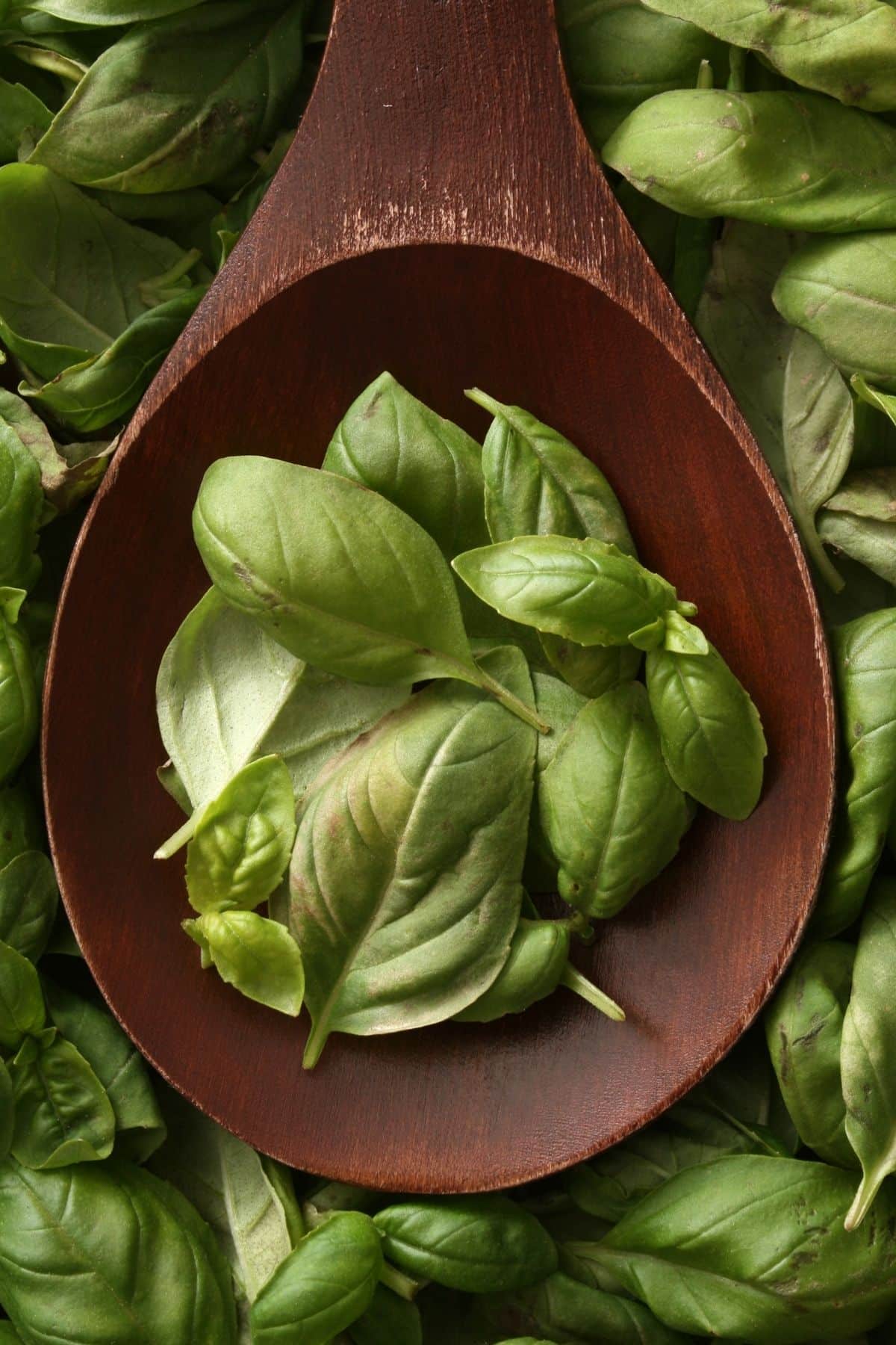 Basil leaves on a wooden spoon.