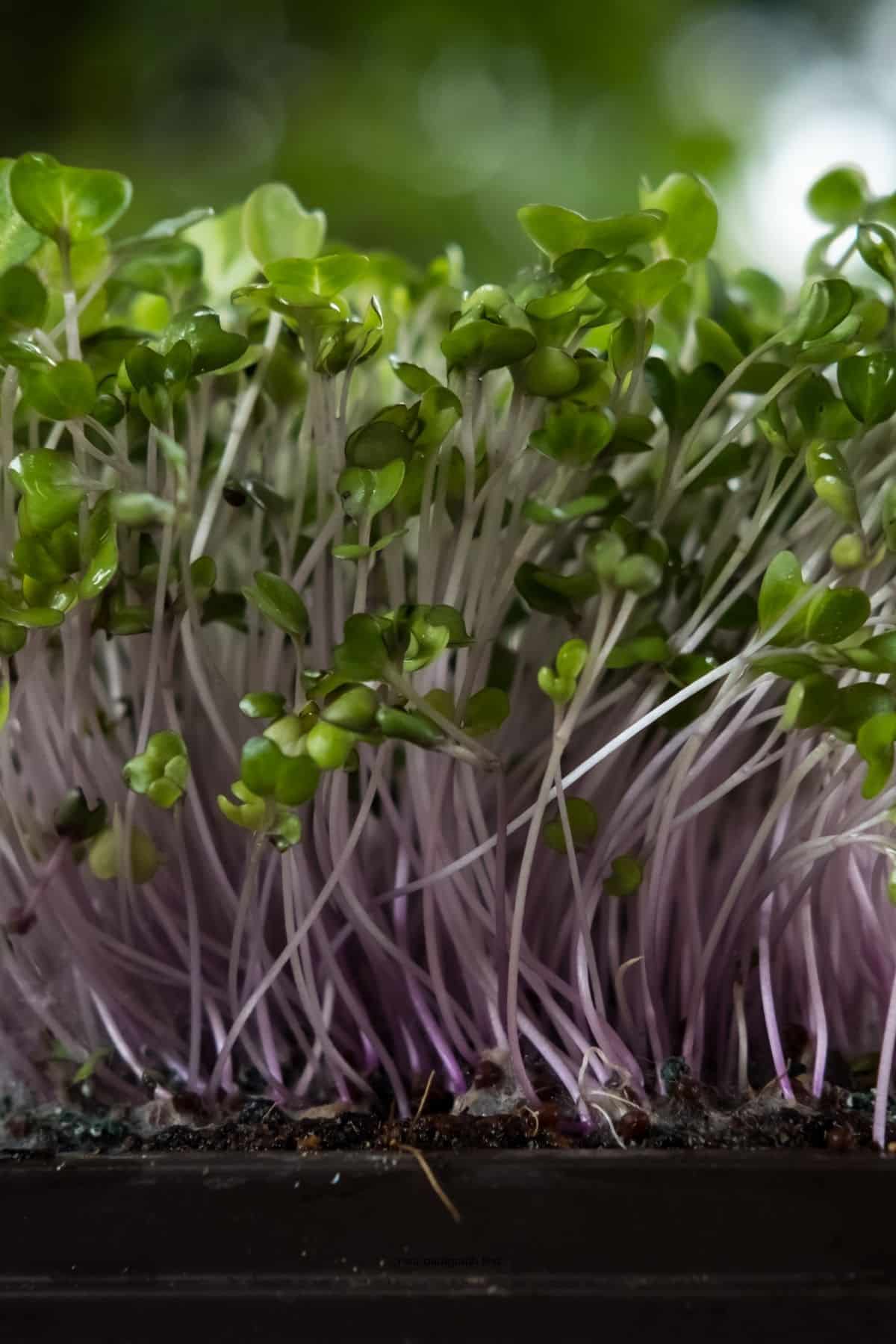 Close up of cabbage microgreens in a tray.