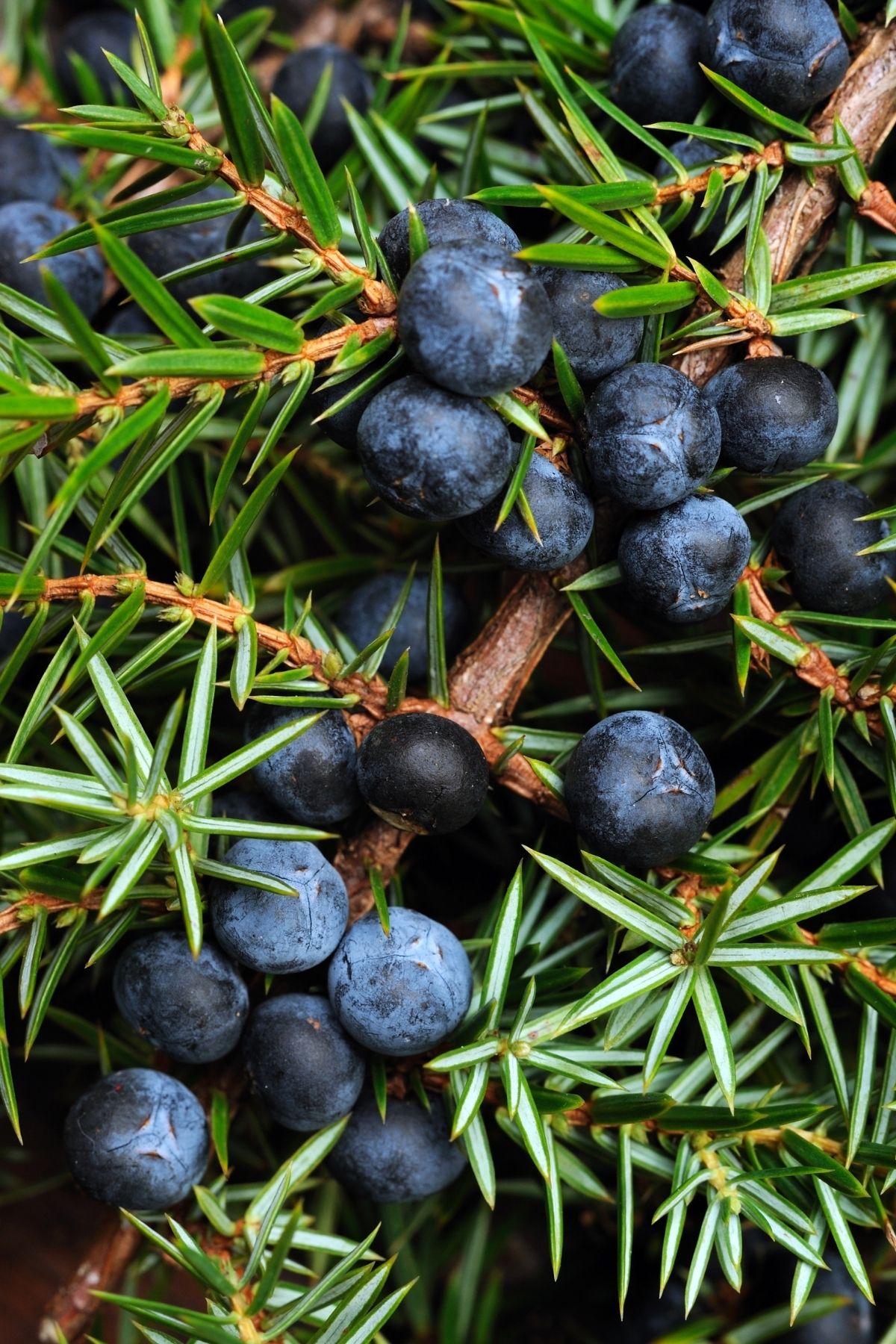 Close up of Juniper berried on a plant.