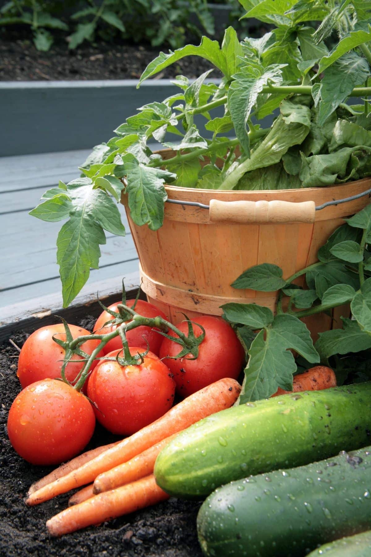 Tomatoes, carrots and cucumber in a garden.