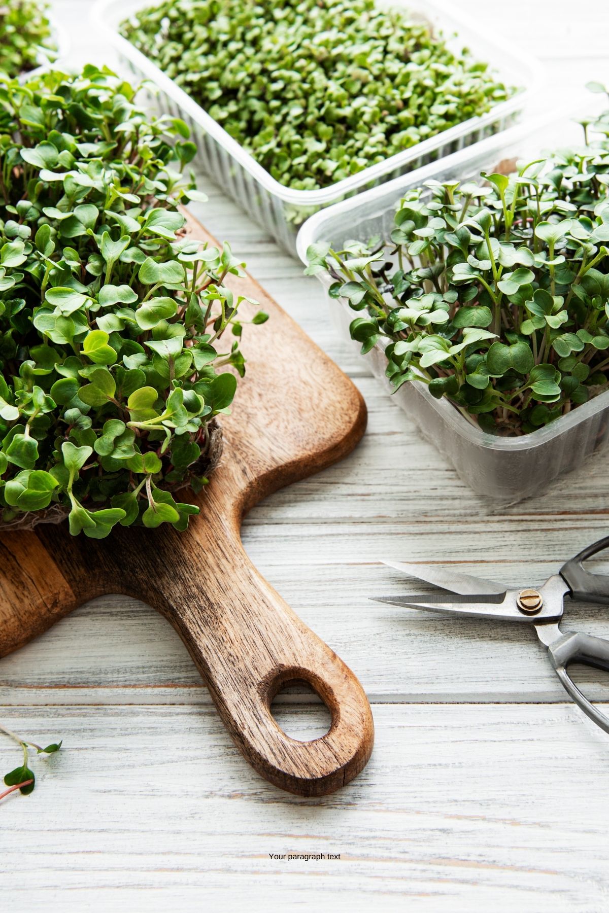 Trays of radish microgreens on a table with scissors.