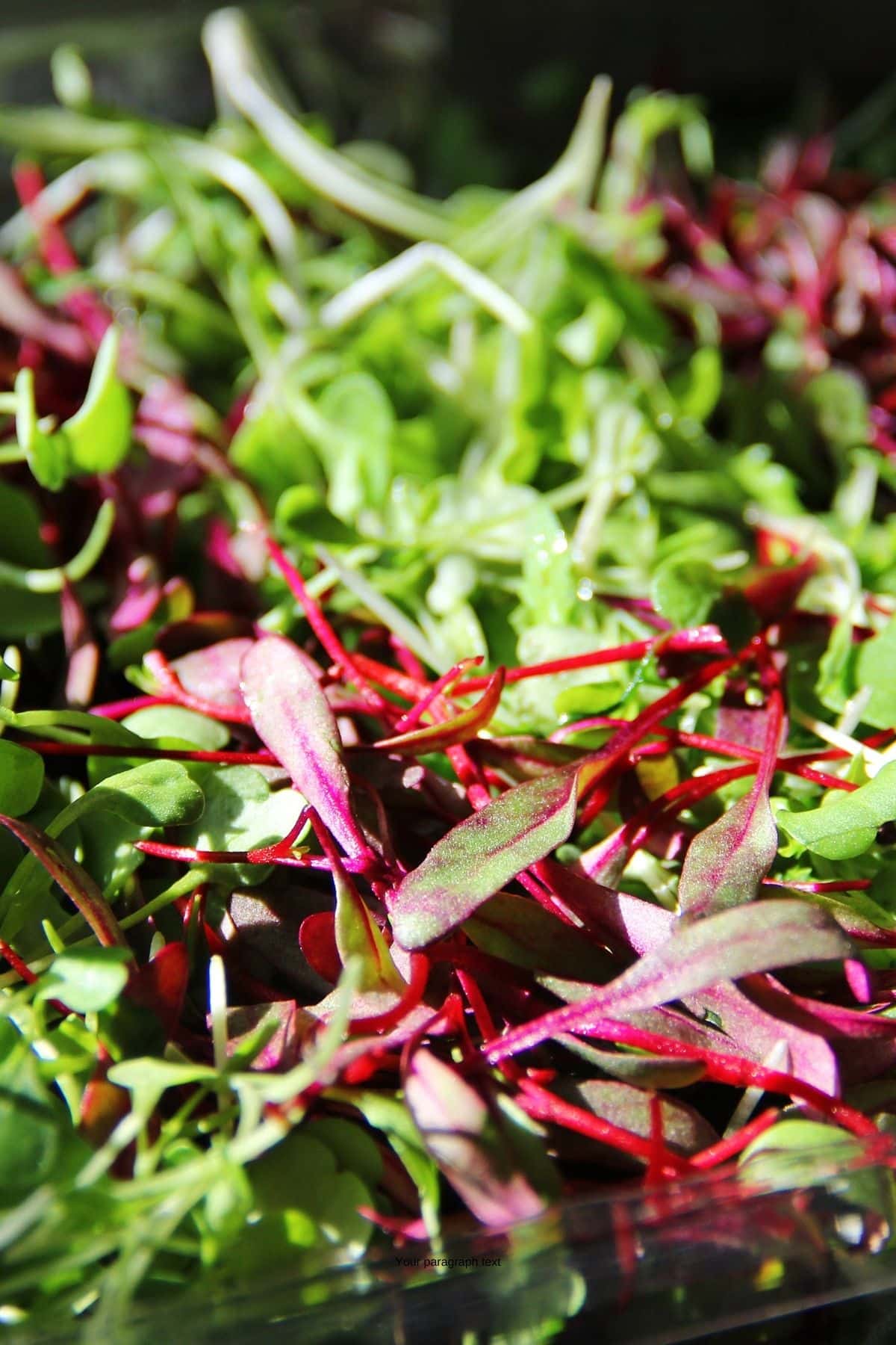 Close up of different types of salad microgreens.