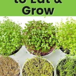 close up of microgreens in containers on a table