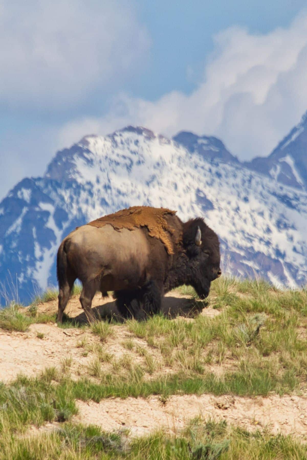 bison on a mountain.